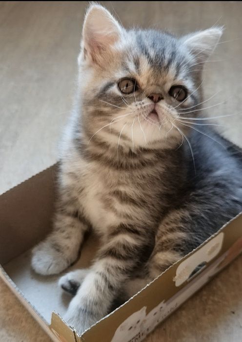 Очаровательный котик экзотик