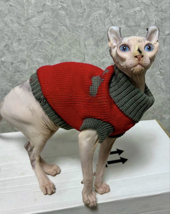 Сфинкс эльф девочка