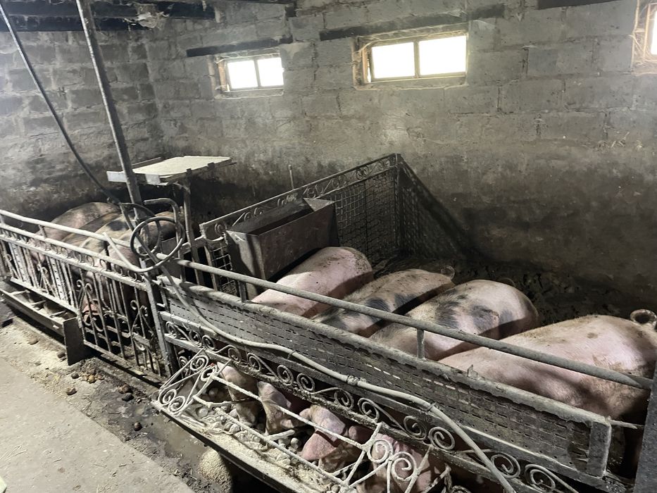 Продаю домашніх свиней.