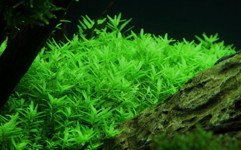 GB Rośliny rotala rotundifolia red/green wiązka lub doniczka kilka sztuk