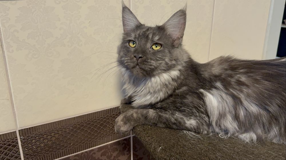 Кошенята Мейн-кун