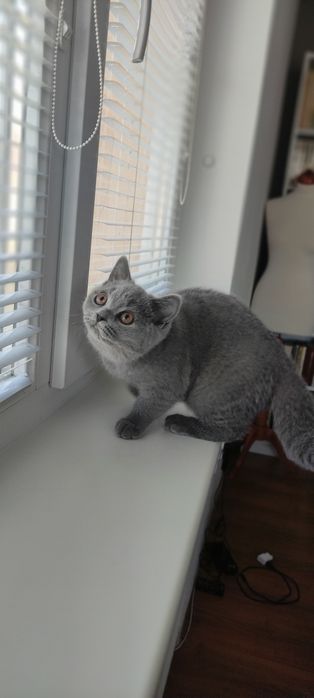 Британский котенок