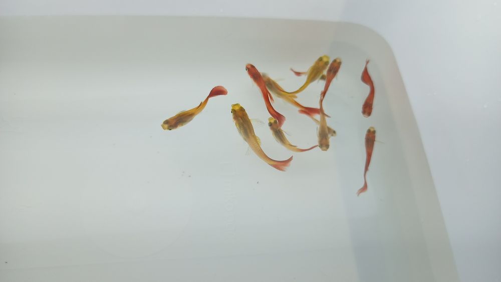 Lindos Guppy Red Blonde puros