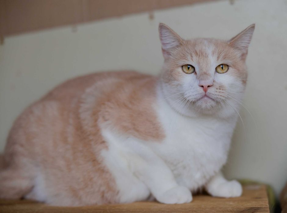 Ніжний Персей (2 роки) мріє про добрих господарів. Кастрований. Кот