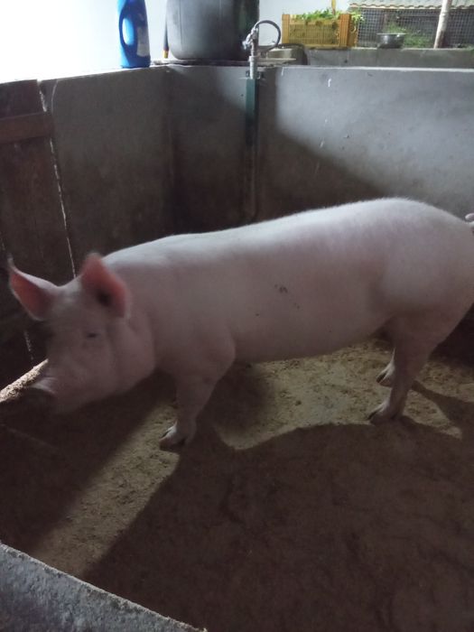 Домашня свиня на продаж.