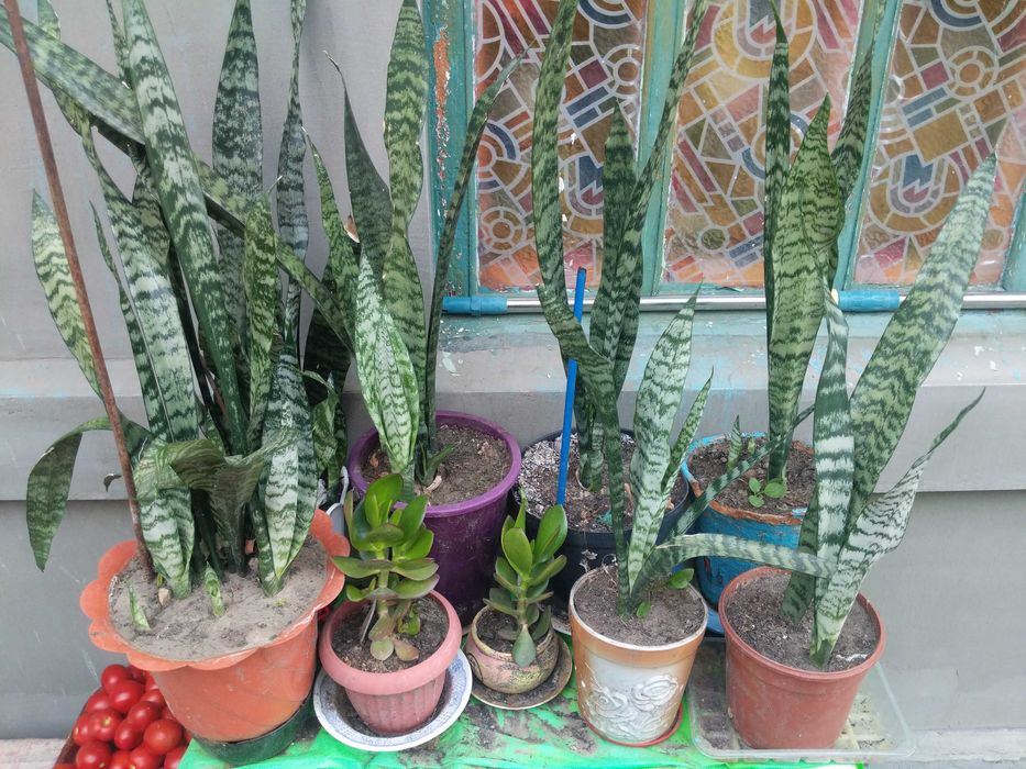Сансевієрія, кактуси кімнатні квіти