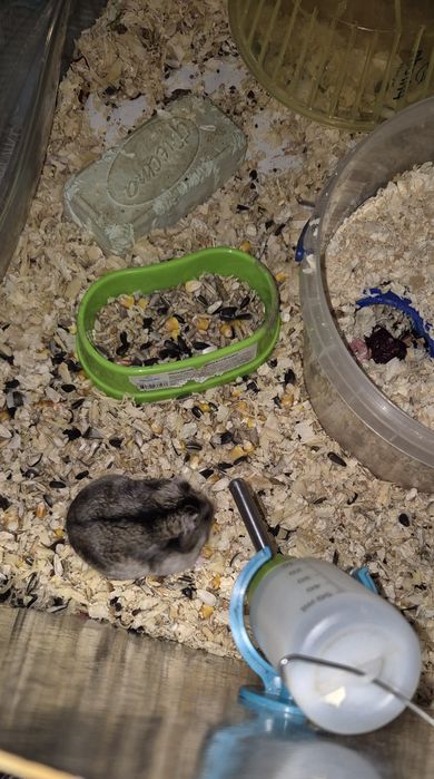 Джунгарик домашній