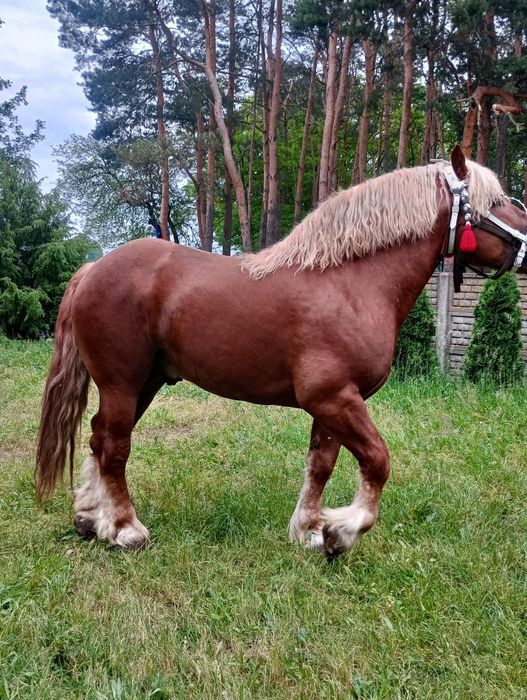 Sprzedam Ogiera.