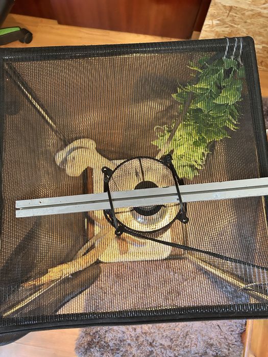 Terrário/gaiola  para Camaleão Completo (Iluminação + Acessórios) – 75€