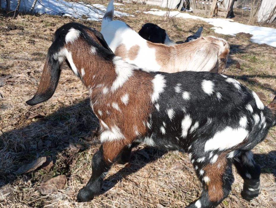 Козенята каморі-нубійські