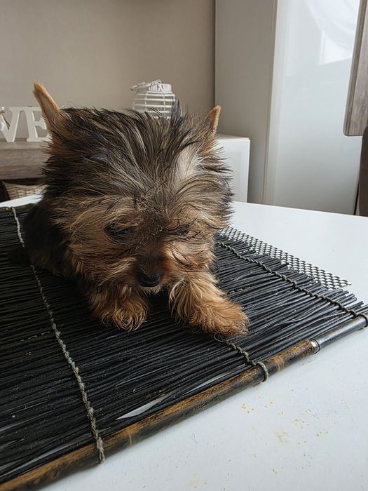 Cudna mini dziewczynka york