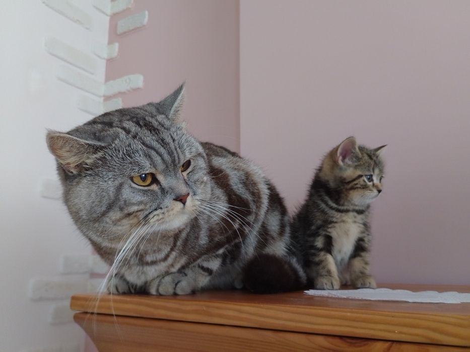 Котик шотландській прямовушка, копія тато!