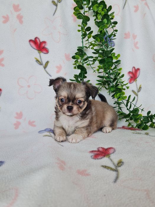 Excecional mini pelo longo Chihuahua/Chiuaua de Qualidade