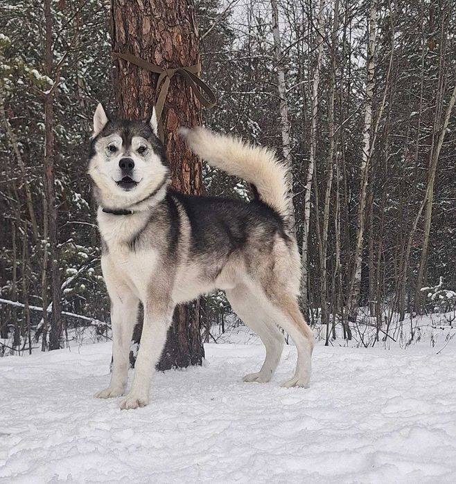 хаскі Лаккі у надійні руки