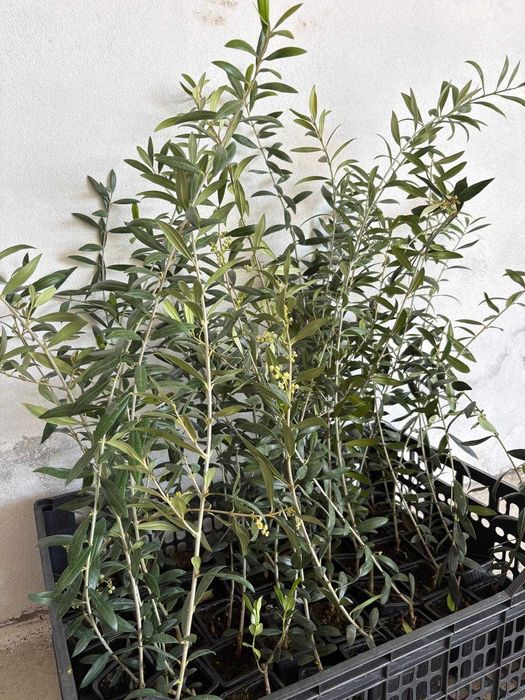Oliveiras Arbequina