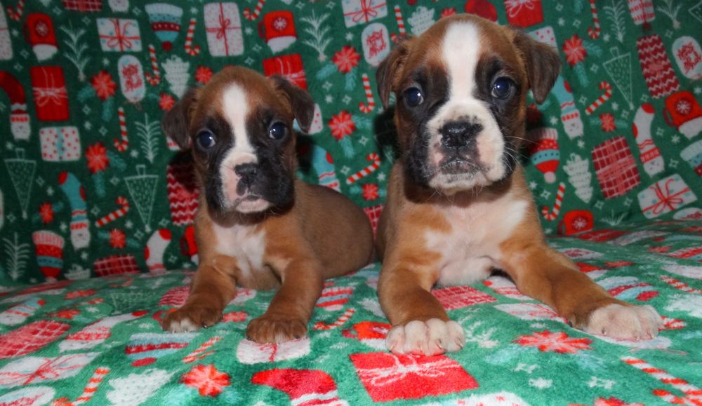 Bokser Rudy z Rodowodem gotowe do Odbioru