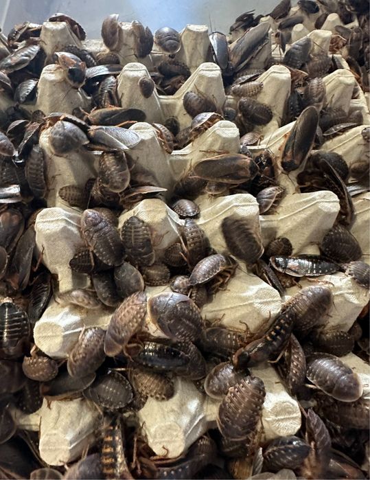 Karaczany Argentyńskie Dubia Podrostki/Dorosłe 100