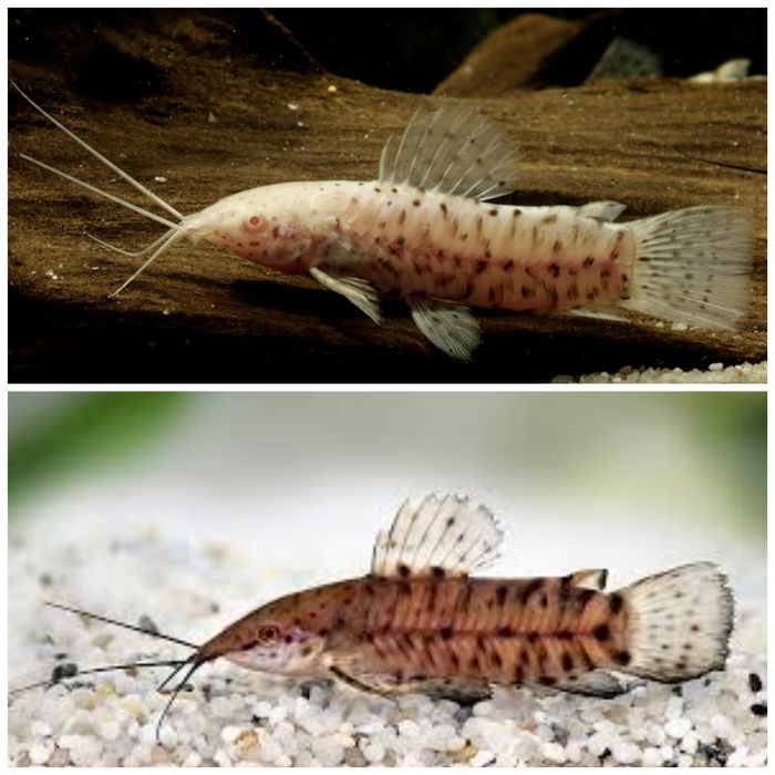Kirysnik czarnoplamy i albinos