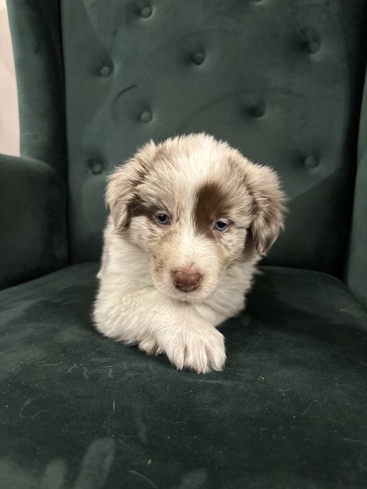 Piesek Border Collie