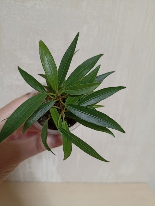 Фікус Шиловидний/ Нейріфолія