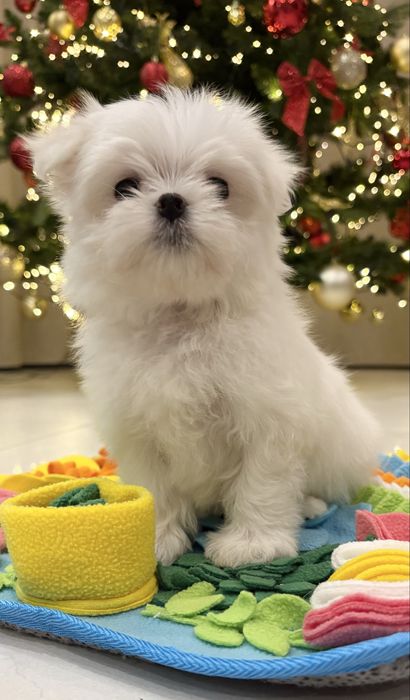 Maltańczyk FCI ZKwP mini do odbioru bogata wyprawka