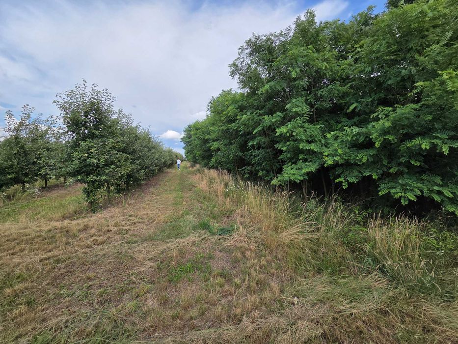 Dzialka rolna 12000 m² przy drodze asfsltowej wszystkie media - Więcej