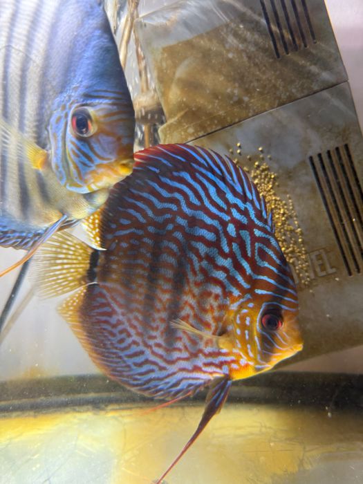 Paletki Dyskowce para