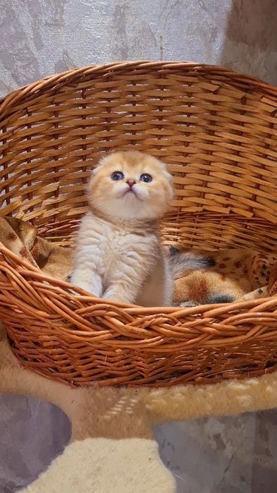 Шикарная Девочка золотая шиншилла