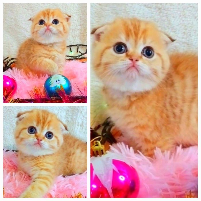 Невероятно ласковая малышка Золотая девочка