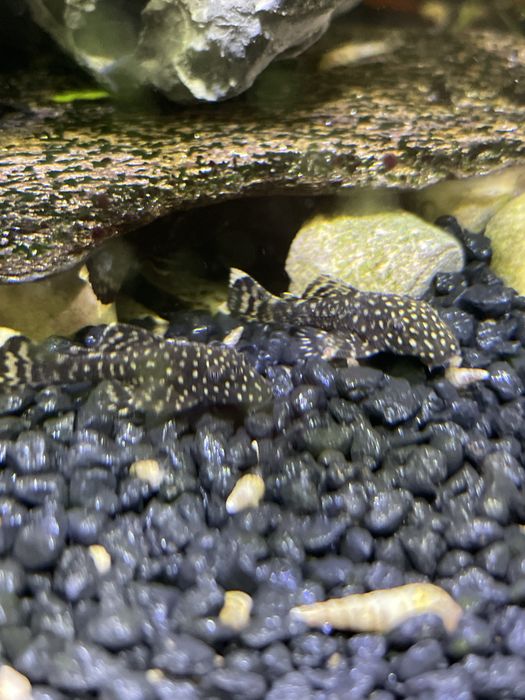 glonojady ok.3,5 cm