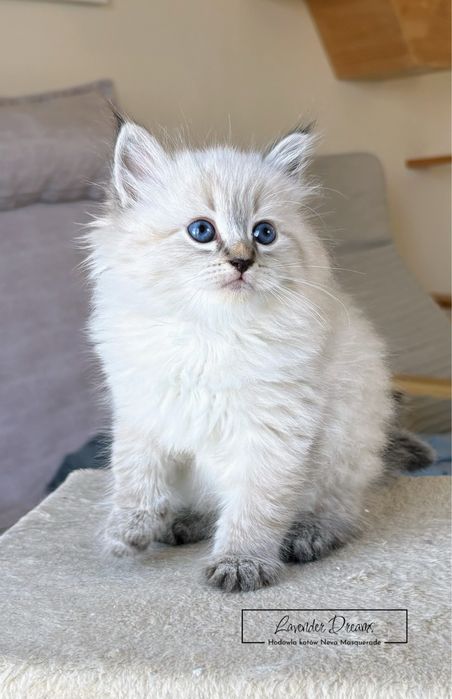 Espresso - kocurek Neva Masquerade (Lavender Dreams*PL)