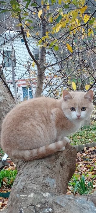 Отдам в добрые,заботливые руки.