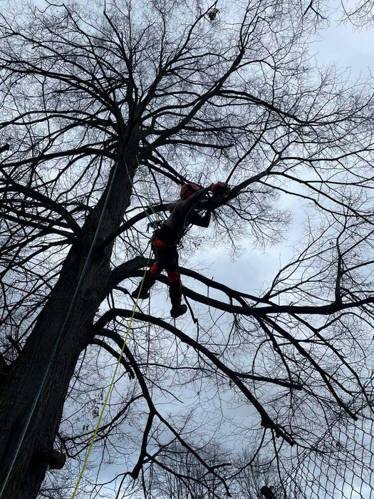 Wycinka drzew, czyszczenie działek, usługi ogrodnicze