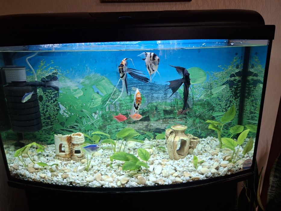 Продам акваріум з рибами та тумбою