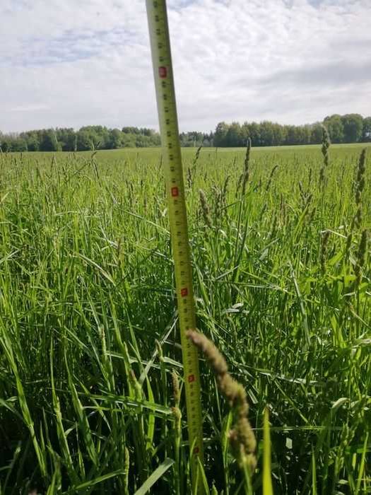 Nawóz Dolisnty na Zboża Ozime -Agrolinija-S 25L +Gratis !!