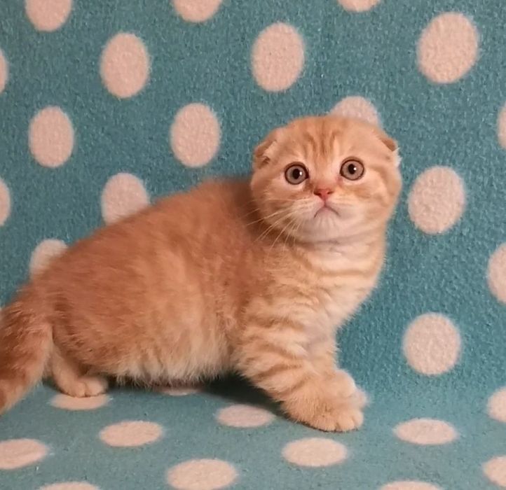 Эшли ( скоттиш фолд)