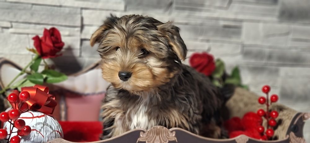 Szczenię  York  gen merle  z metryką