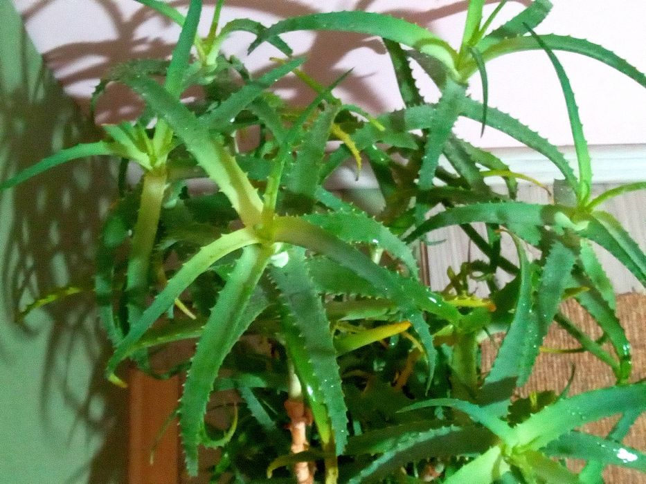 Продам алоє недорого