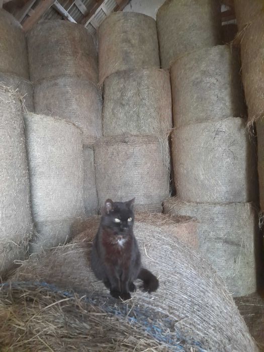 Siano w belach z traw sianych sianokiszonka ,transport