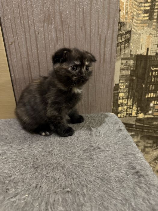 Шотландские котята