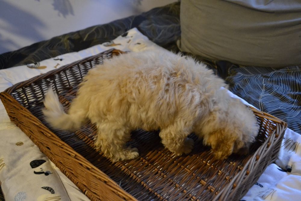 Maltipoo suczka IZZY