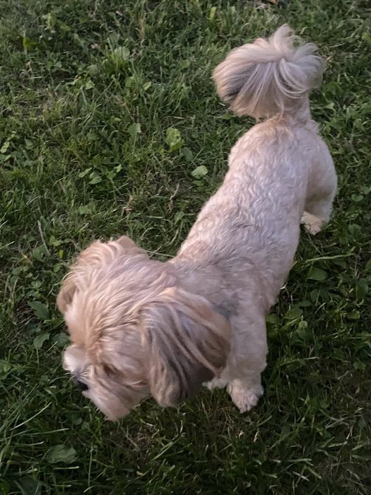 Йокркширський тер'єр(Бівер)  вязка. 500 грн.