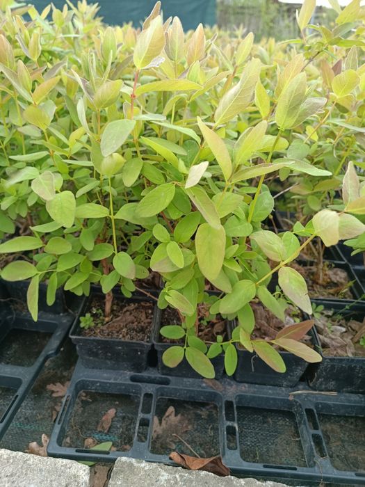 Sadzonki jagoda Kamczacka