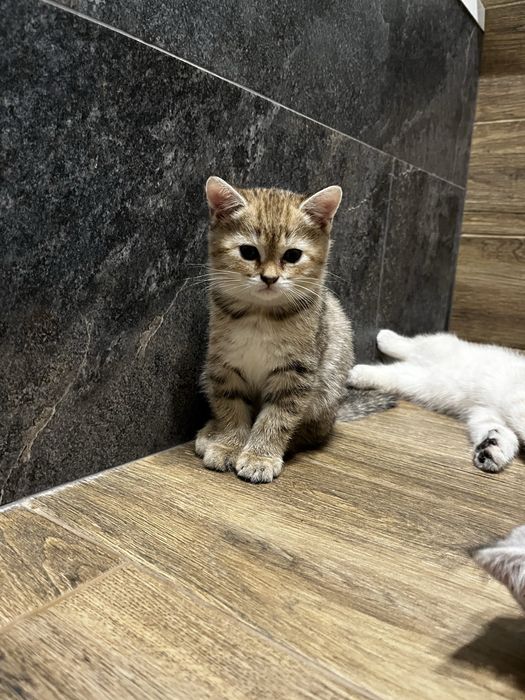 шотландські кошенята