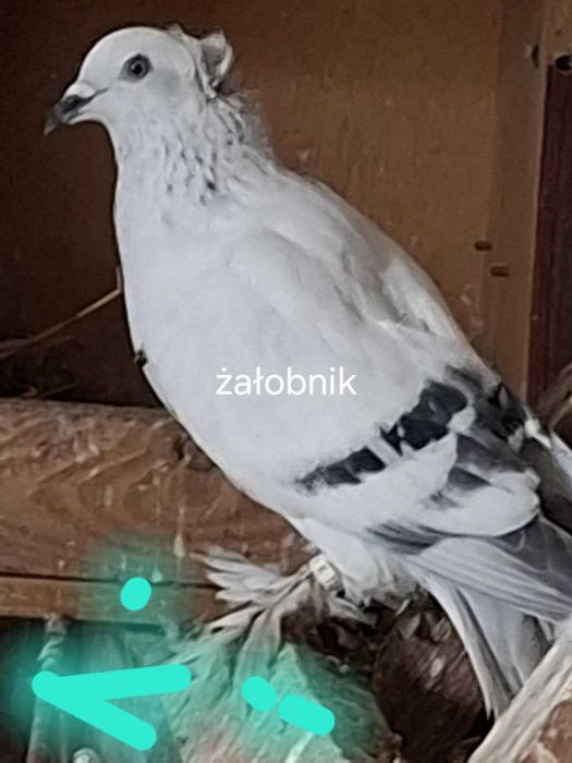 ptaki gołębie rasowe