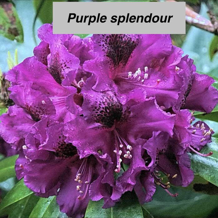 Рододендрон Азалія 11 сортів