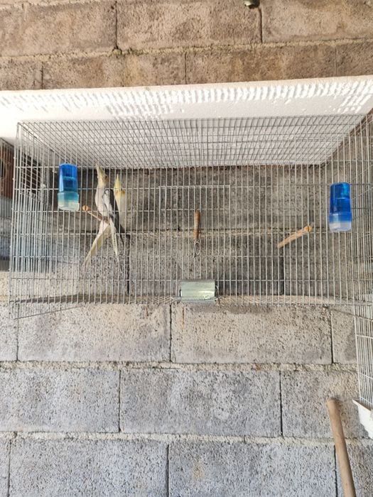Casal  de caturras