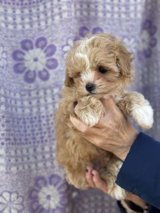 Міні хлопсик мальтіпу карамель