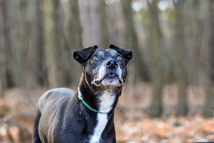 Zorka starsza sunia w której drzemie szczeniak! Pokochaj! Adoptuj!