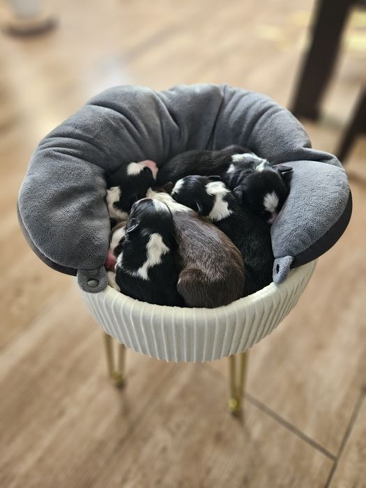 Mozliwa rezerwacja szczeniąt Border Colli